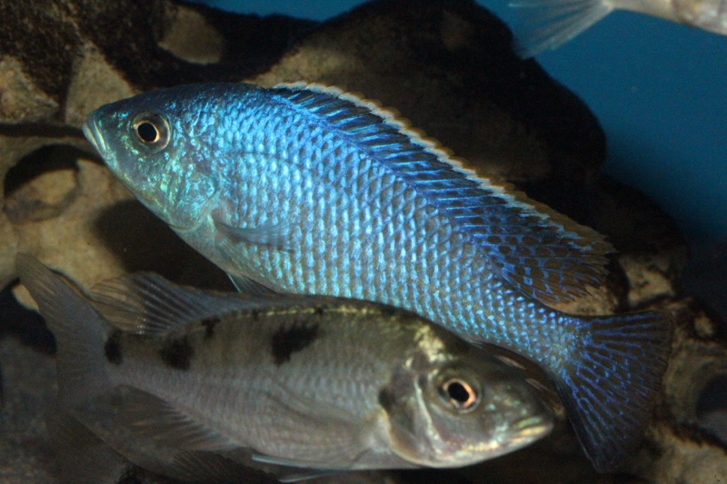 Hemitilapia oxyrhynchus